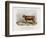 6-Year Old Kerry Cow Owned by the Earl of Clare-Nicholson & Shields-Framed Art Print