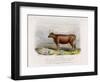 6-Year Old Kerry Cow Owned by the Earl of Clare-Nicholson & Shields-Framed Art Print