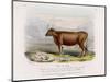 6-Year Old Kerry Cow Owned by the Earl of Clare-Nicholson & Shields-Mounted Art Print