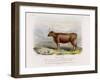 6-Year Old Kerry Cow Owned by the Earl of Clare-Nicholson & Shields-Framed Art Print