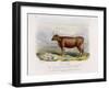 6-Year Old Kerry Cow Owned by the Earl of Clare-Nicholson & Shields-Framed Art Print