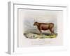 6-Year Old Kerry Cow Owned by the Earl of Clare-Nicholson & Shields-Framed Art Print