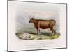 6-Year Old Kerry Cow Owned by the Earl of Clare-Nicholson & Shields-Mounted Art Print