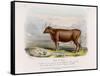 6-Year Old Kerry Cow Owned by the Earl of Clare-Nicholson & Shields-Framed Stretched Canvas