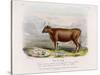 6-Year Old Kerry Cow Owned by the Earl of Clare-Nicholson & Shields-Stretched Canvas
