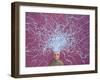 60 Watts-James W. Johnson-Framed Giclee Print