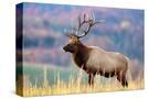 Stretched Canvas