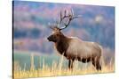 Stretched Canvas
