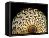 65 million year old ammonite fossil-Layne Kennedy-Framed Stretched Canvas