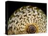 65 million year old ammonite fossil-Layne Kennedy-Stretched Canvas