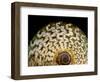 65 million year old ammonite fossil-Layne Kennedy-Framed Photographic Print