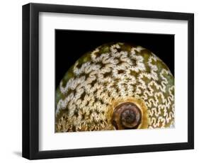 65 million year old ammonite fossil-Layne Kennedy-Framed Photographic Print