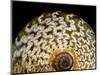 65 million year old ammonite fossil-Layne Kennedy-Mounted Photographic Print