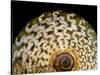 65 million year old ammonite fossil-Layne Kennedy-Stretched Canvas