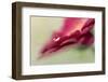 6878_Gerbera`s drop-Heidi Westum-Framed Photographic Print