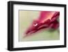 6878_Gerbera`s drop-Heidi Westum-Framed Photographic Print