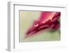 6878_Gerbera`s drop-Heidi Westum-Framed Photographic Print