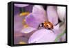 7-Spot Ladybird Crawling over Crocus-null-Framed Stretched Canvas