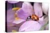 7-Spot Ladybird Crawling over Crocus-null-Stretched Canvas