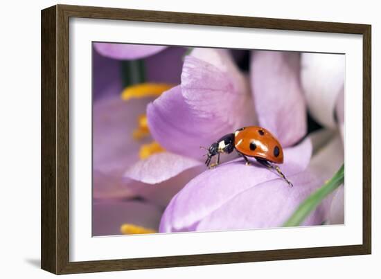 7-Spot Ladybird Crawling over Crocus-null-Framed Photographic Print