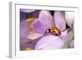 7-Spot Ladybird Crawling over Crocus-null-Framed Photographic Print