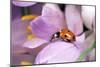 7-Spot Ladybird Crawling over Crocus-null-Mounted Photographic Print