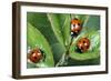 7-Spot Ladybird Feeding on Aphids-null-Framed Photographic Print