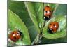 7-Spot Ladybird Feeding on Aphids-null-Mounted Photographic Print