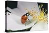 7-Spot Ladybird Feeding on Pollen-null-Stretched Canvas