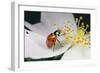 7-Spot Ladybird Feeding on Pollen-null-Framed Photographic Print