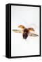 7-Spot Ladybird in Flight-null-Framed Stretched Canvas