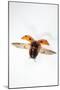 7-Spot Ladybird in Flight-null-Mounted Photographic Print