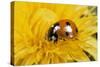 7-Spot Ladybird on Dandelion Flower-null-Stretched Canvas