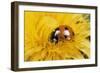 7-Spot Ladybird on Dandelion Flower-null-Framed Photographic Print