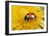 7-Spot Ladybird on Dandelion Flower-null-Framed Photographic Print