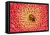 7-Spot Ladybird on Flower-null-Framed Stretched Canvas