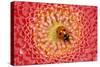 7-Spot Ladybird on Flower-null-Stretched Canvas