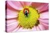 7-Spot Ladybird on Flower-null-Stretched Canvas