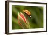 7-Spot Ladybird on Flower-null-Framed Photographic Print