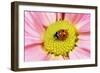 7-Spot Ladybird on Flower-null-Framed Photographic Print