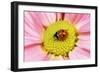7-Spot Ladybird on Flower-null-Framed Photographic Print