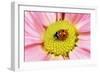 7-Spot Ladybird on Flower-null-Framed Photographic Print