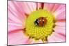 7-Spot Ladybird on Flower-null-Mounted Photographic Print