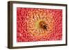 7-Spot Ladybird on Flower-null-Framed Photographic Print