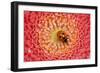 7-Spot Ladybird on Flower-null-Framed Photographic Print