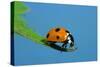 7-Spot Ladybird on Leaf-null-Stretched Canvas