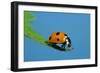 7-Spot Ladybird on Leaf-null-Framed Photographic Print