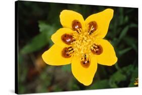 7-Spot Ladybird on Marsh Marigold-null-Stretched Canvas