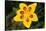 7-Spot Ladybird on Marsh Marigold-null-Stretched Canvas