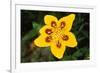 7-Spot Ladybird on Marsh Marigold-null-Framed Photographic Print